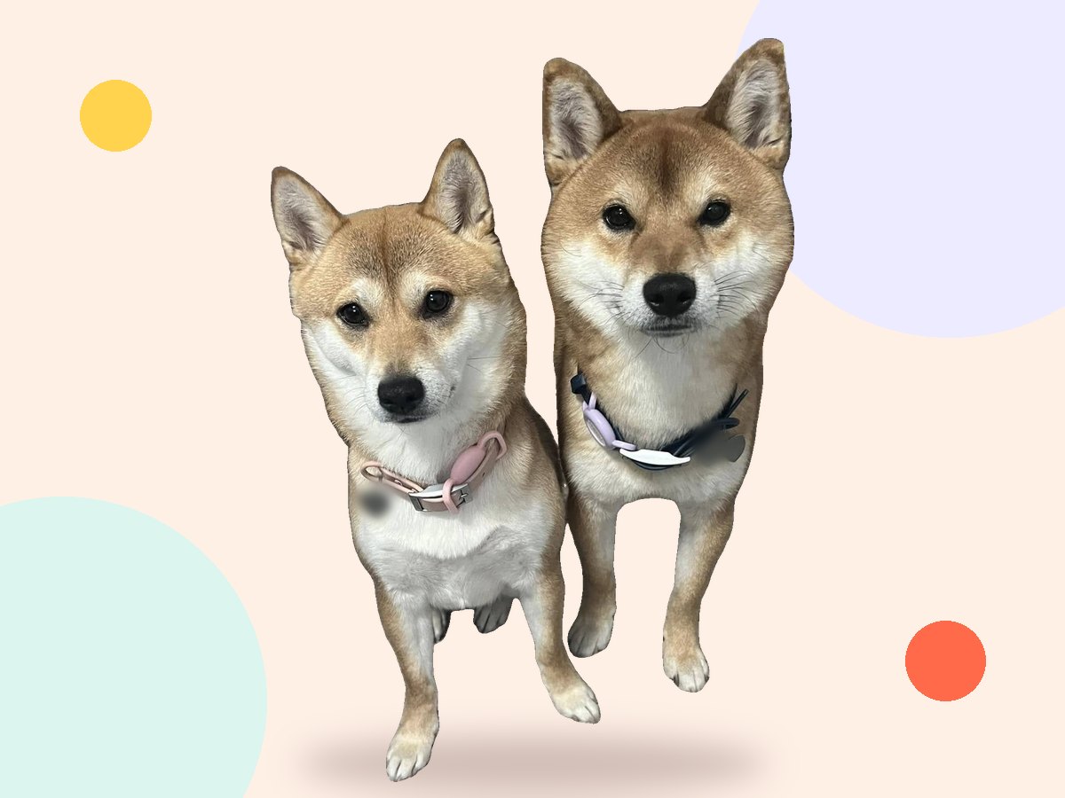 Two smiling shiba inu dogs sitting side by side